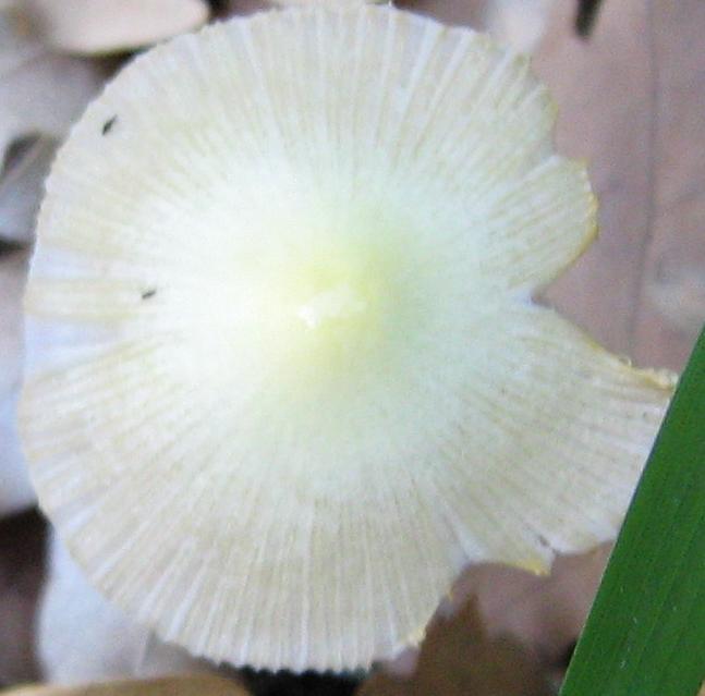 Mycene? Cfr. Bolbitius vitellinus